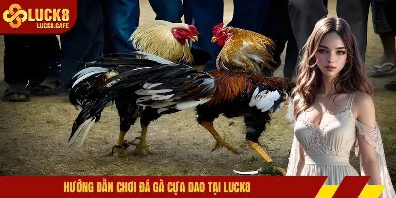 Hướng dẫn chơi đá gà cựa dao tại LUCK8
