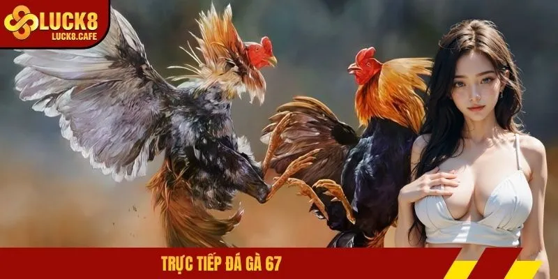 Trực tiếp đá gà 67